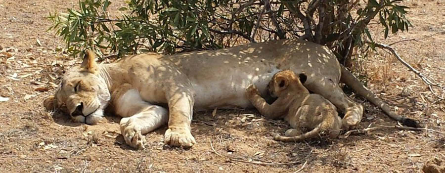 escursioni in kenya