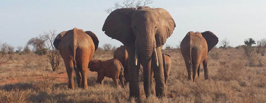 escursioni in kenya